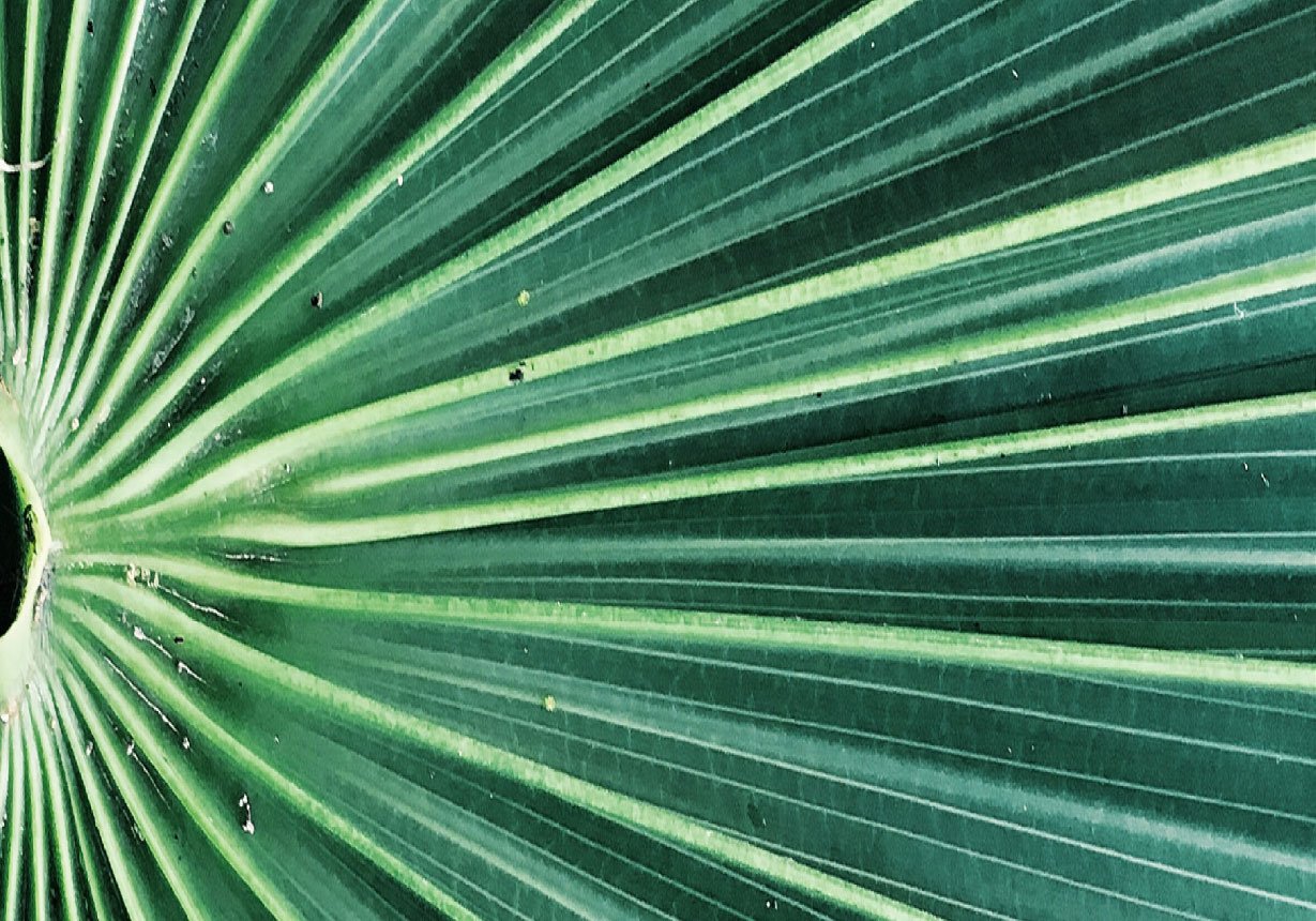 radial leaves